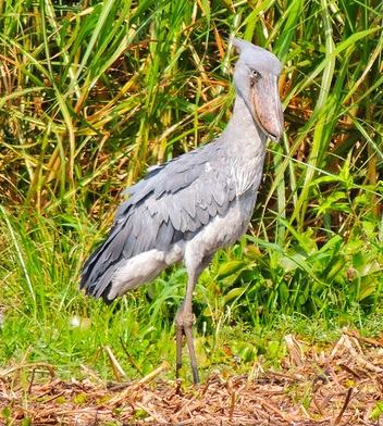 Shoebill stork Uganda